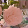 上海陆家嘴心理咨询中心的头像