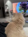 桂林唐的头像