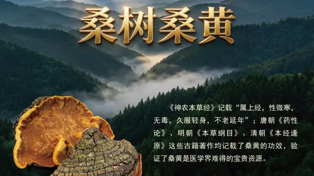 全国渠道合作｜桑黄茶 / 桑黄粉，寻找个人团队长、门店、礼品公司合作-2